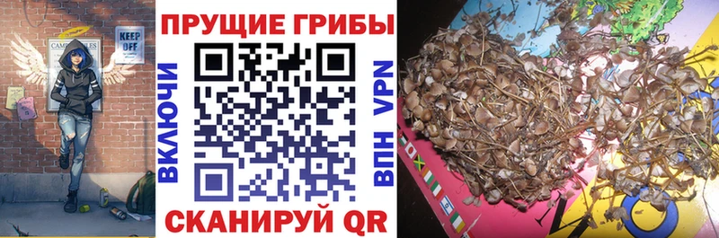 Псилоцибиновые грибы MAGIC MUSHROOMS  KRAKEN вход  Губаха 