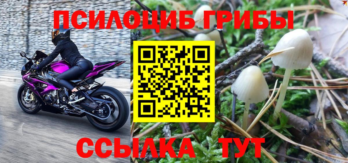 Губаха  Псилоцибиновые грибы Psilocybine cubensis  Вход с VPN 